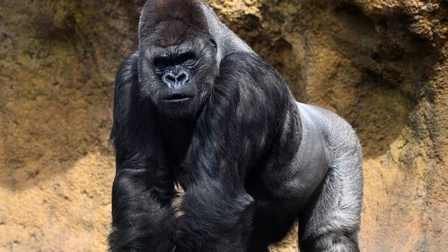 Dog survives fall into gorilla enclosure at zoo