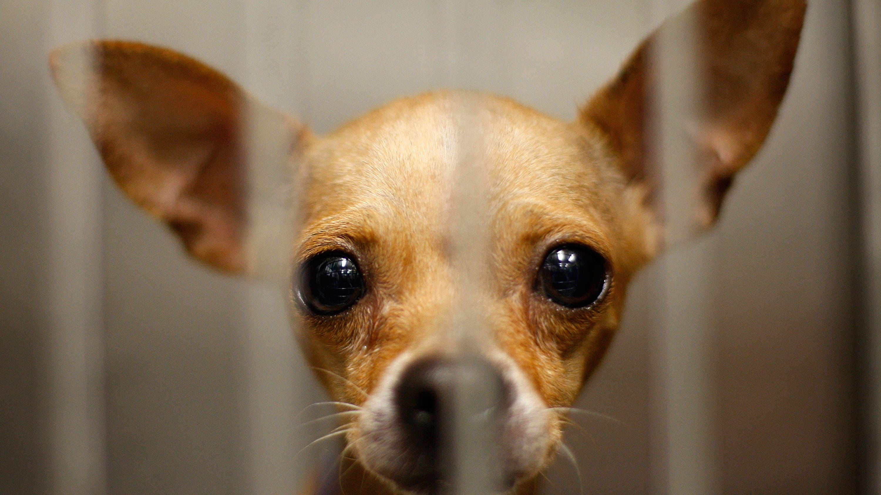 New LA Animal Services head appointed