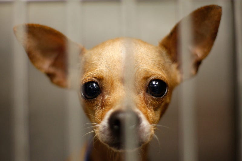 chihuahua behind shelter bars