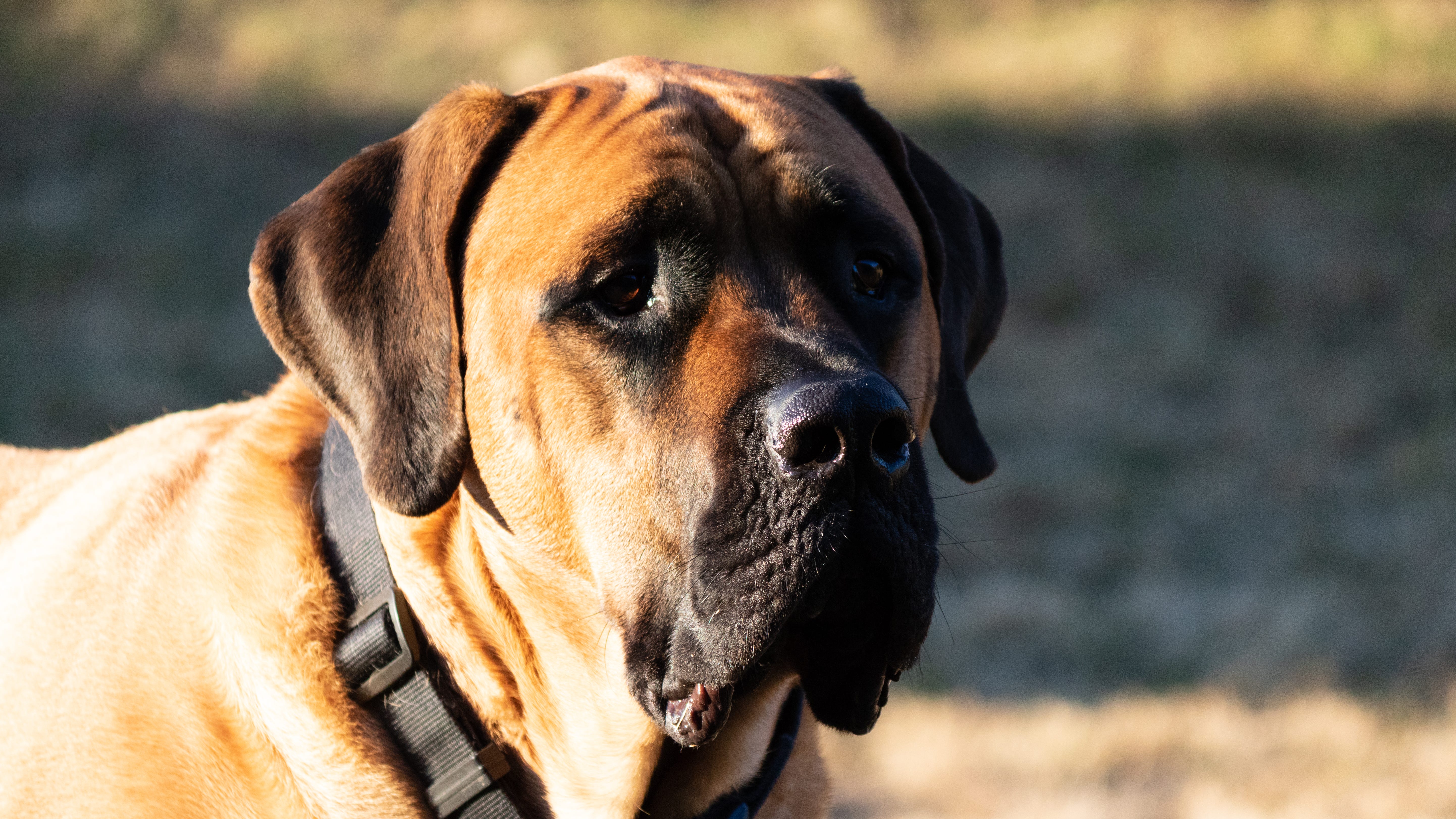 Owners of English Mastiffs have come forward  after deadly dog attack in Northern Macomb County