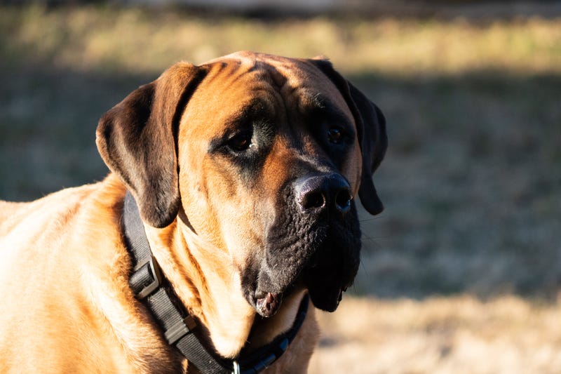The couple who owns a large dog that allegedly attacked a smaller dog in Macomb County last month have come forward, police say.