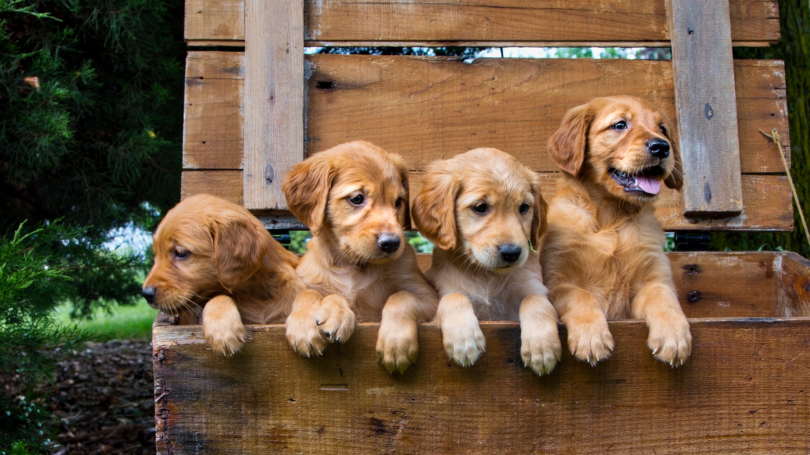 Burglars stuffed 10 puppies in a duffel bag and stole them from pet store, police say