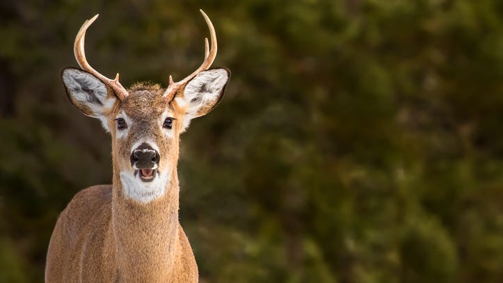 New rule takes effect for Michigan deer hunters for fall 2022 seasons — What to know