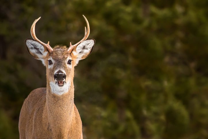 deer