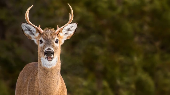 Buck wild! Pastors 'traumatized' when deer smashes into Michigan church [WATCH VIDEO]