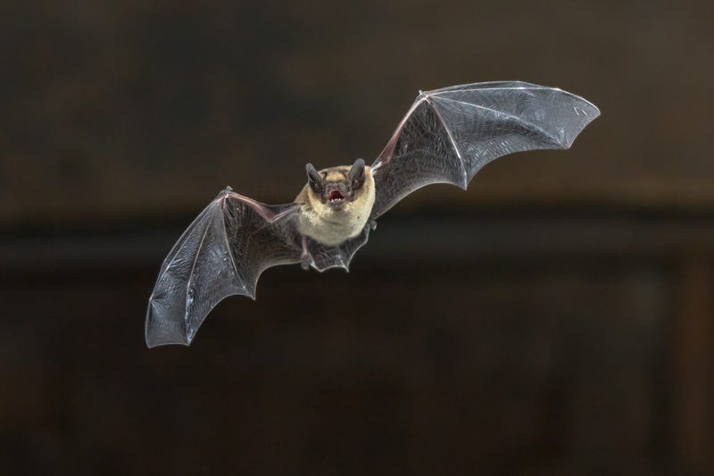 Stock photo of flying bat