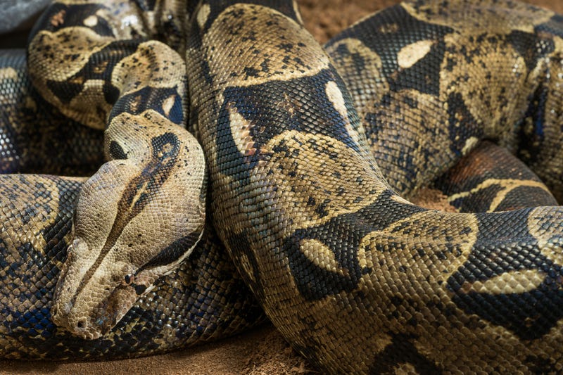 A close up look at a boa constrictor snake