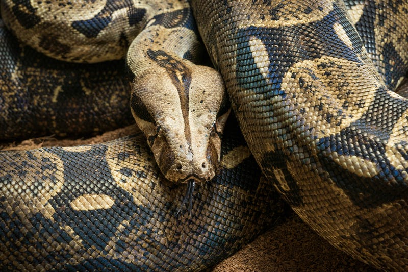 Boa constrictor