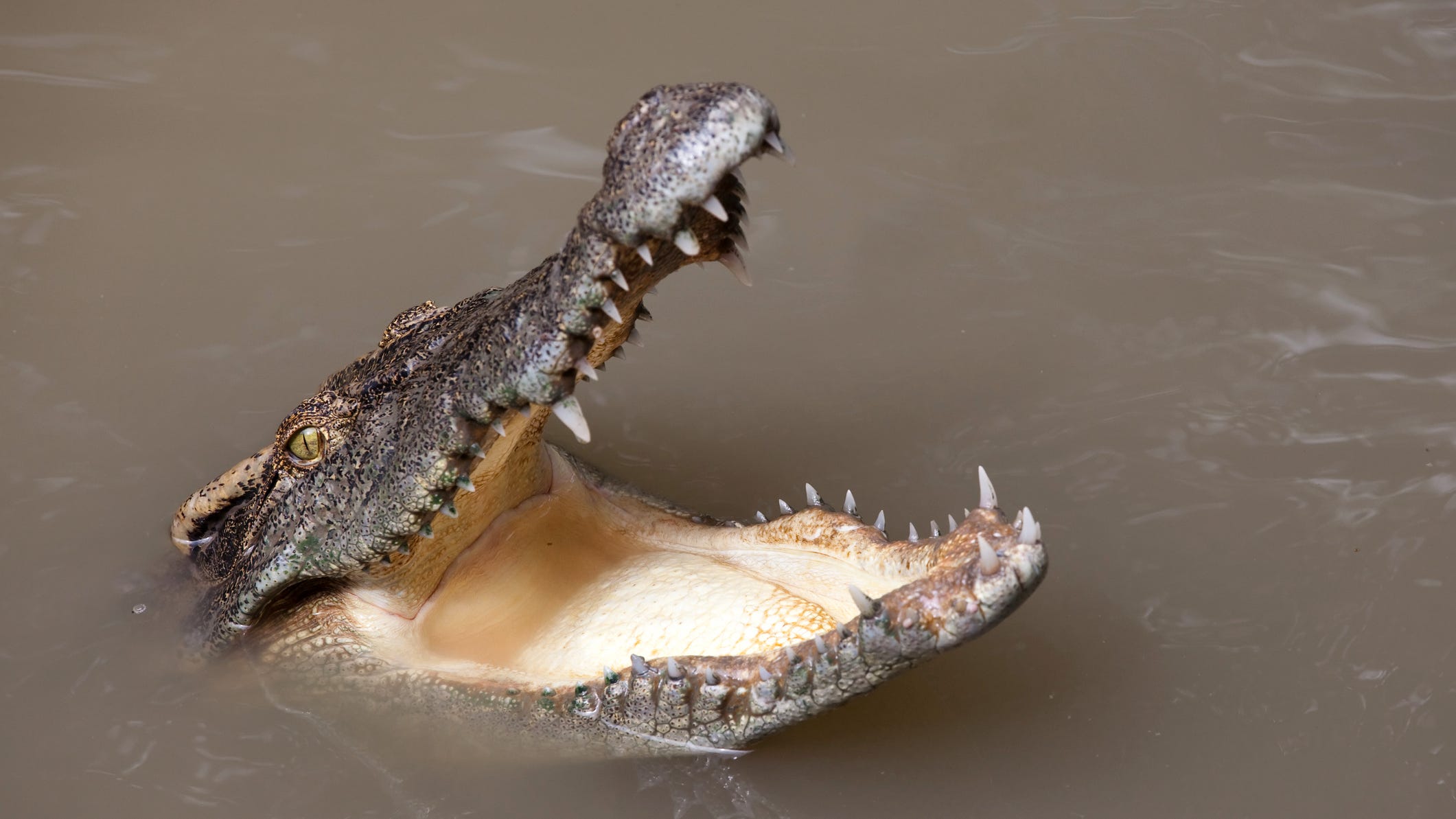 WATCH: Man saves puppy from hungry alligator