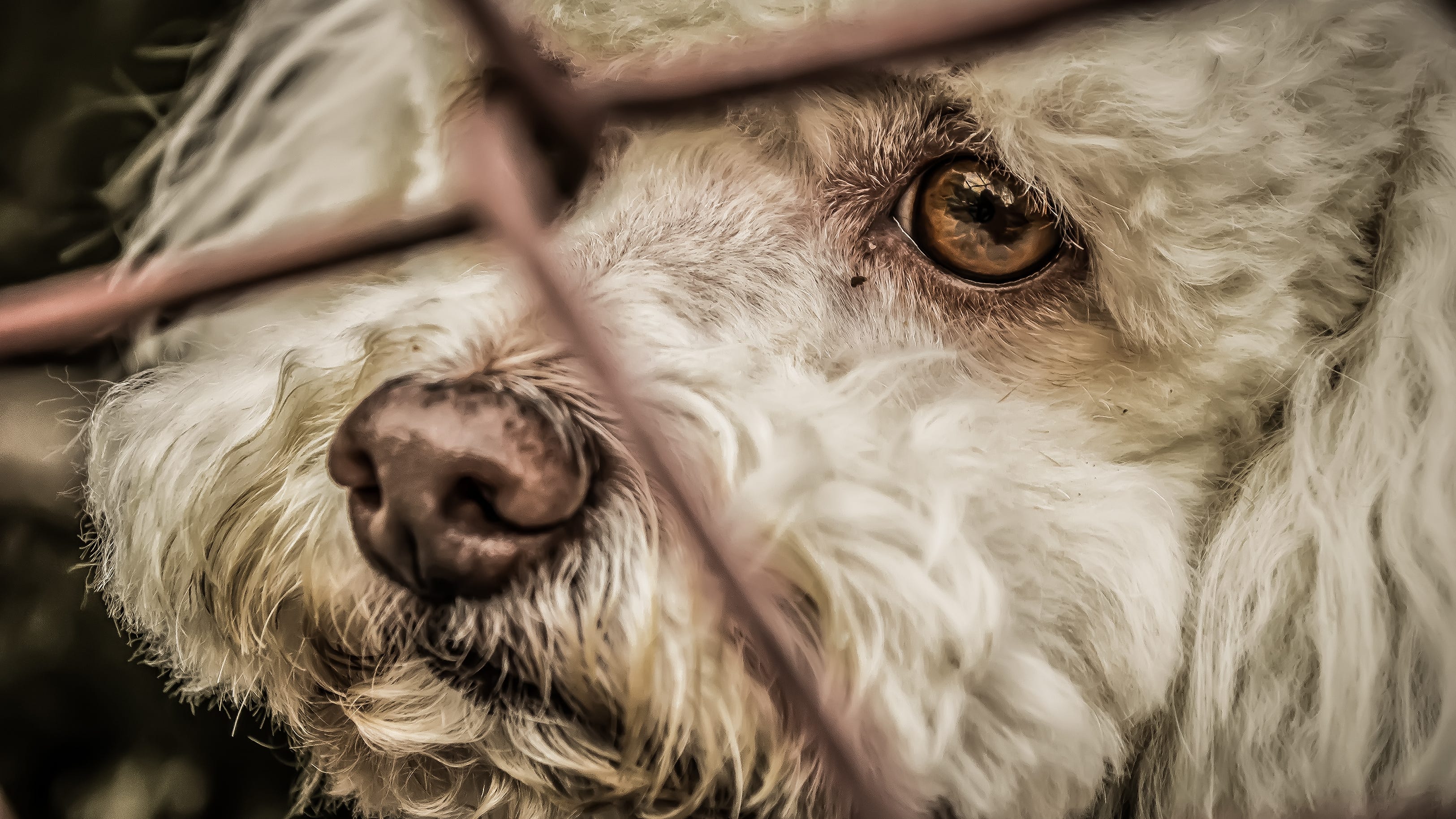 Nearly 70 dogs rescued from squalid conditions in Tarrant County