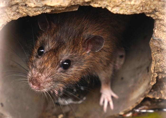 Houston, Dallas rank in top 20 "Rattiest" cities