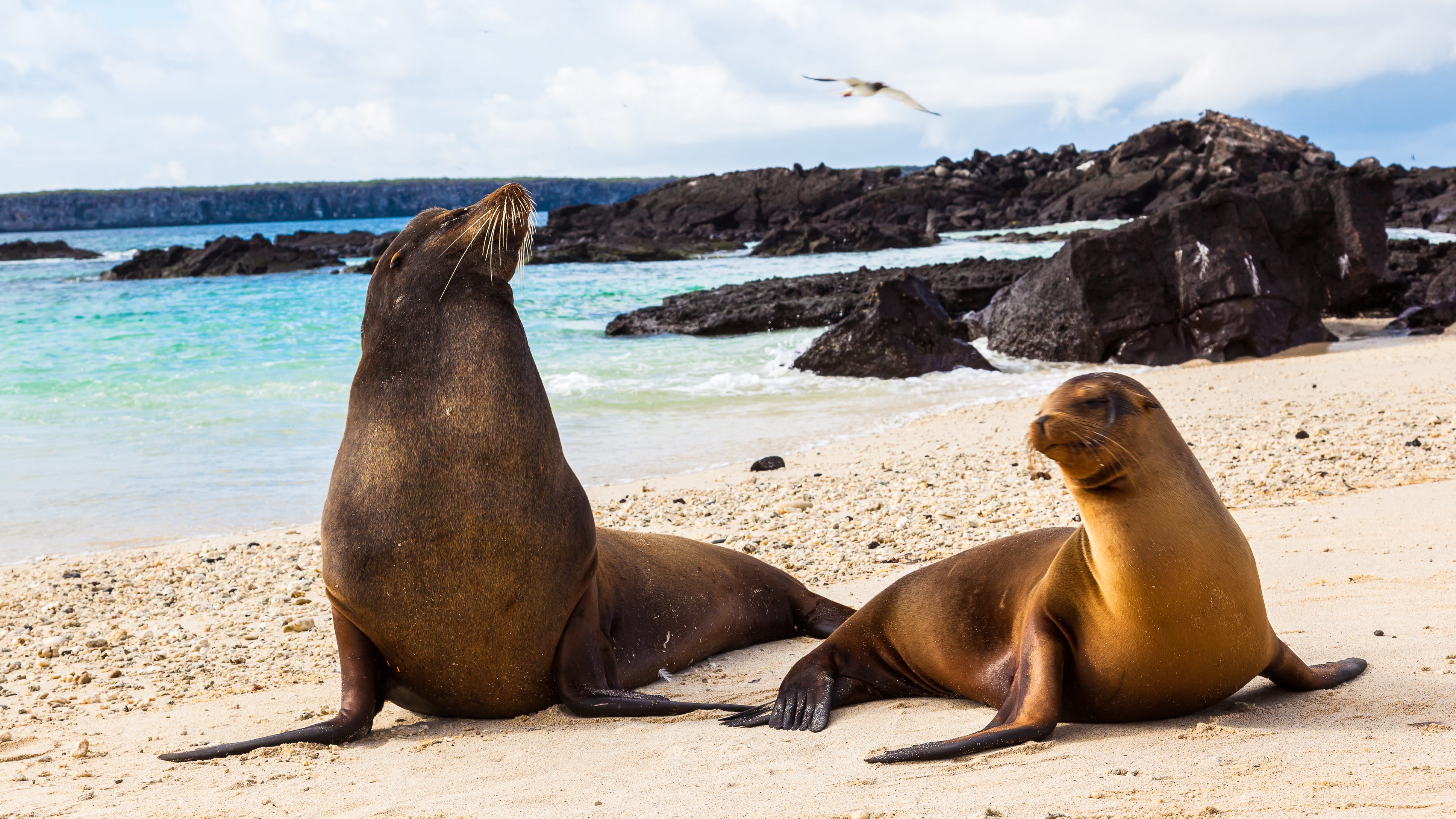 Sea lions chase swarm of people at California beach in viral video