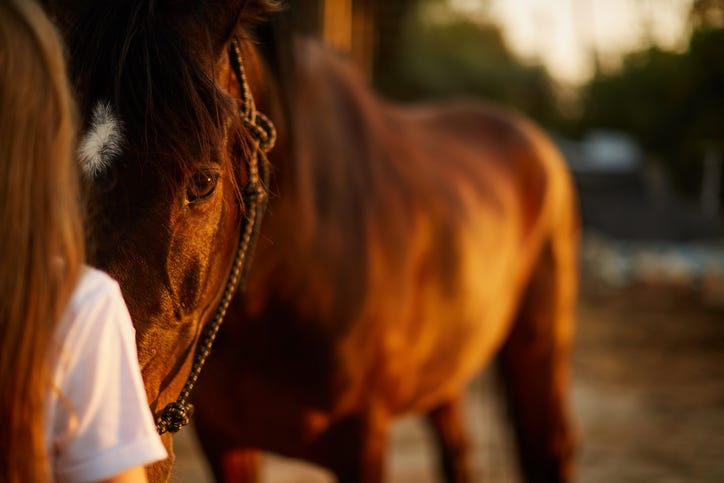 The girl looks into the eyes of a beautiful brown horse