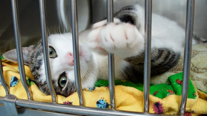 Empty the shelters campaign begins today in Dallas