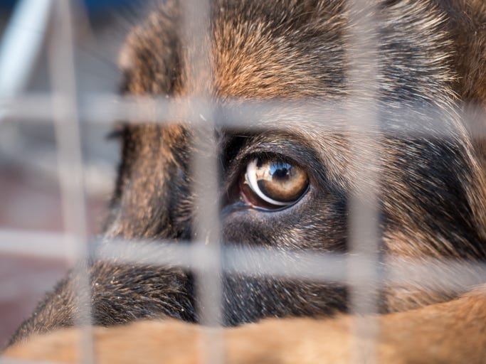 dog in a crate in a stock image