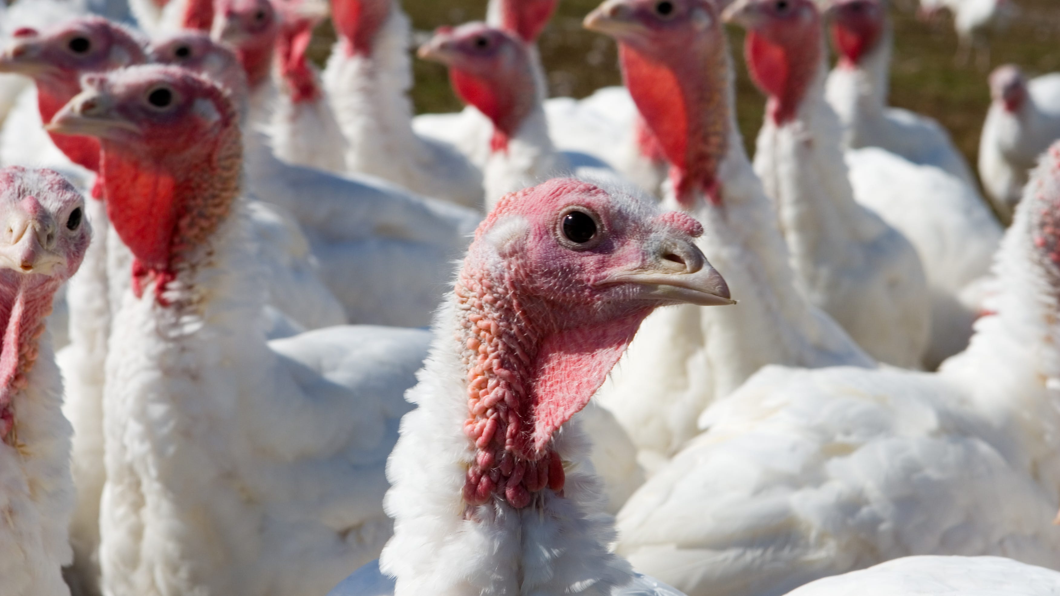 Latest Iowa bird flu cases push December total near 700,000