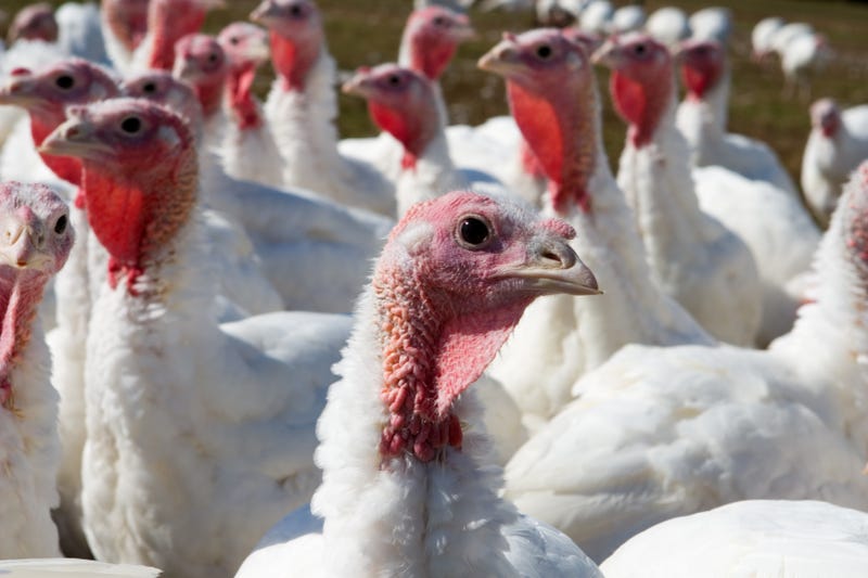turkey farm