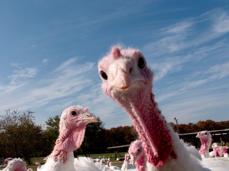 Minnesota turkeys