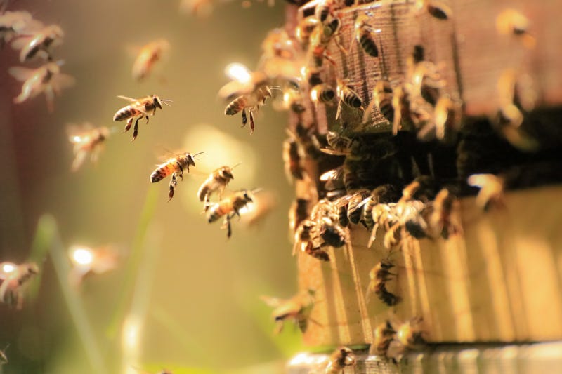 Honey bees working hard in the spring sunlight