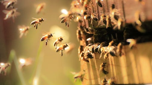 Arizona Man Registers Bees as Service Animals