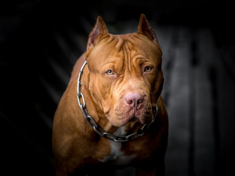 A pitbull sizes up a suspicious person
