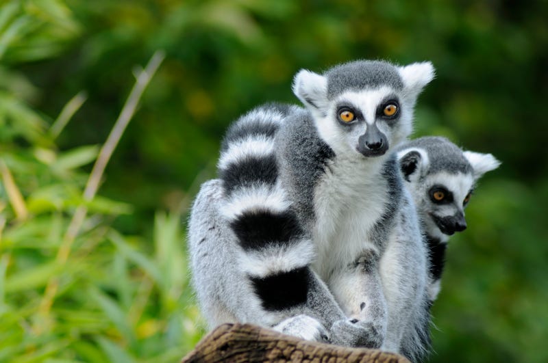 Lemurs