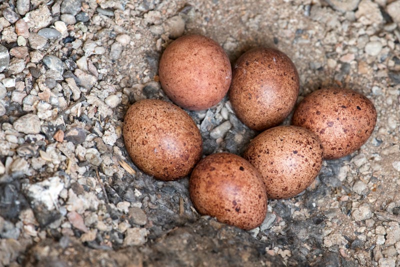 Eggs in the wild