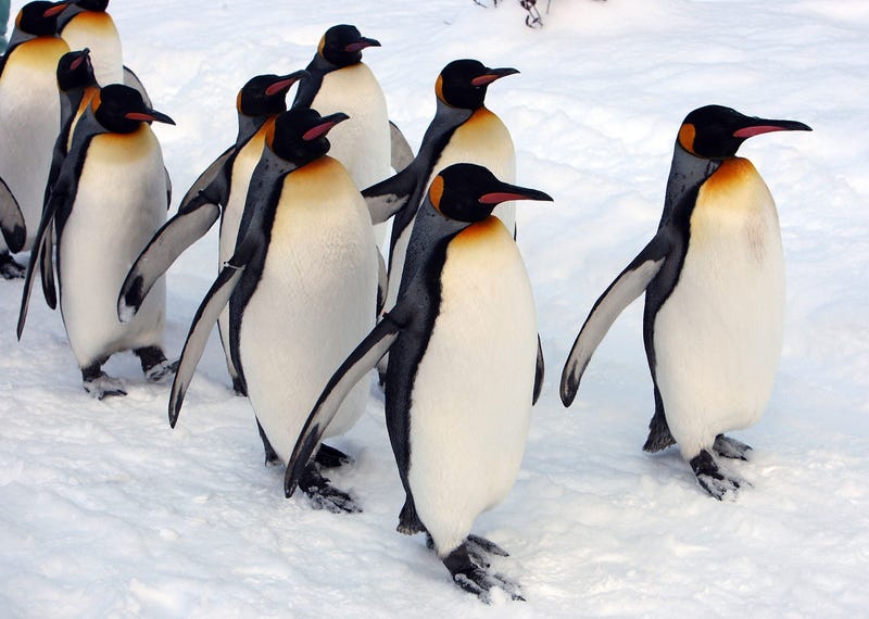 Penguins