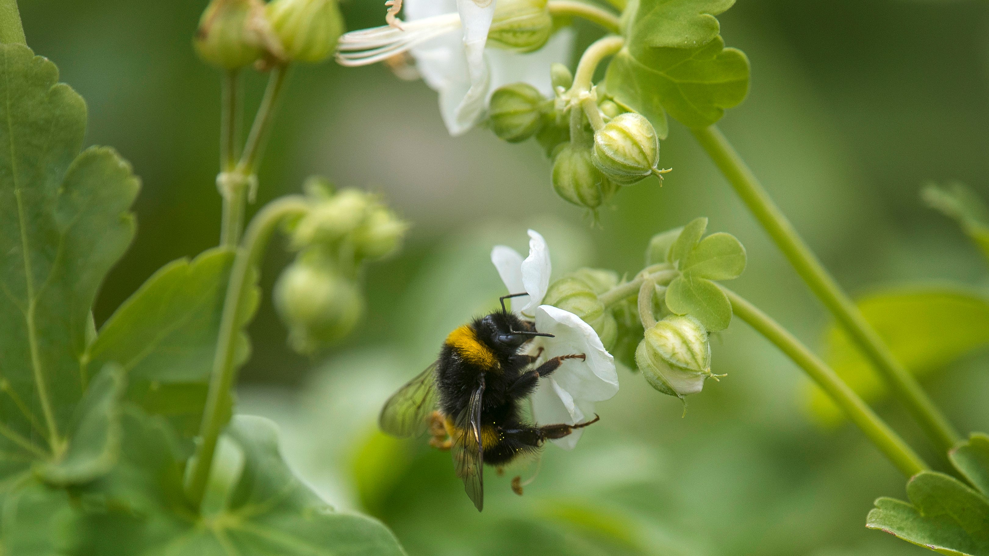 When the Queen died, someone had to tell the bees – seriously!