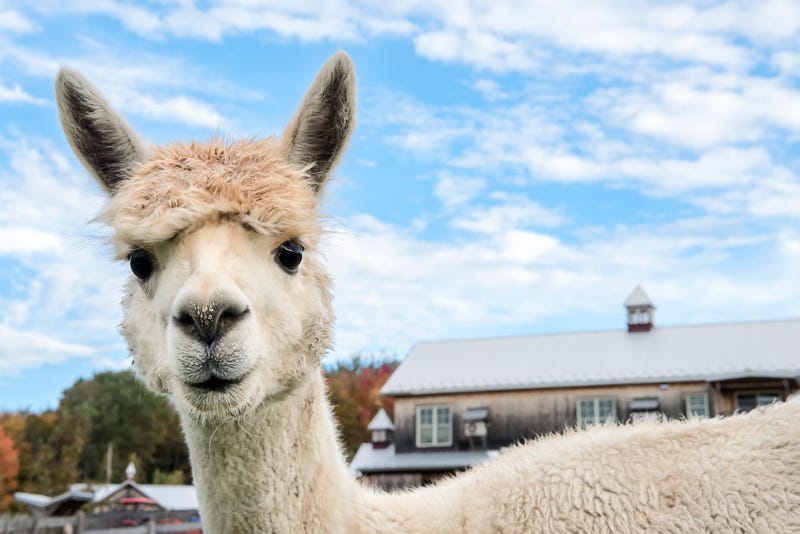 Llama with drops of water on the nose and looking at the camera