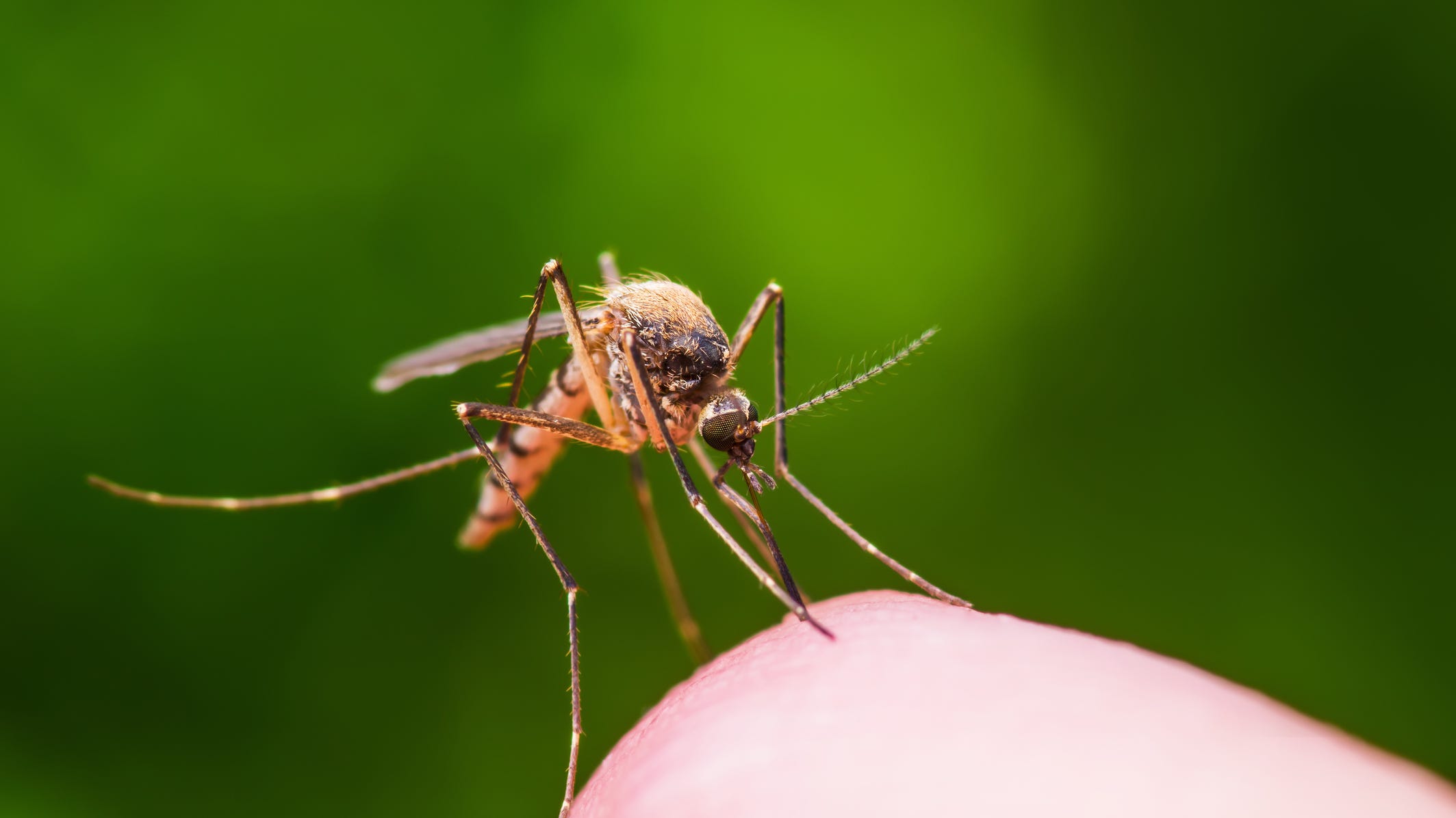 Nearly 144,000 genetically modified mosquitoes being released in Florida