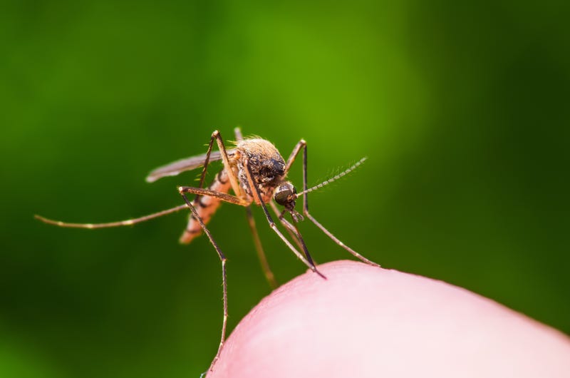 Mosquitoes