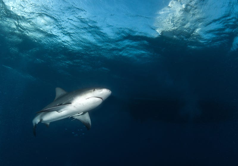 FILE: Bull shark