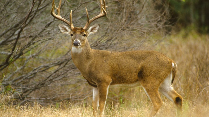 Hunters report 303,087 deer harvested in Michigan during 2022 deer hunting season