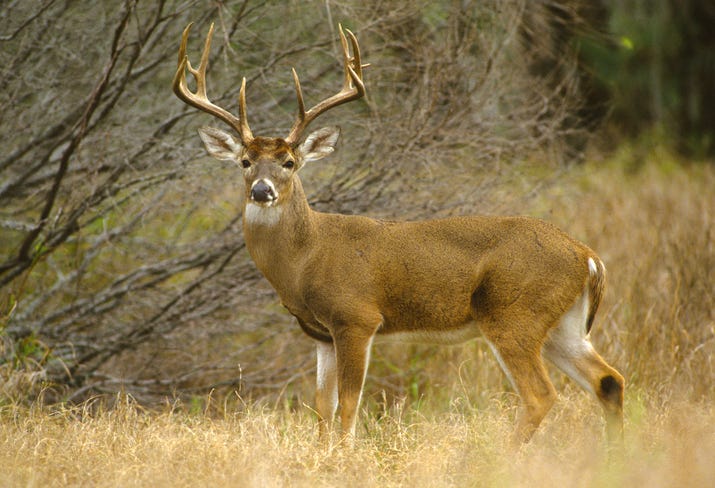 white tailed deer