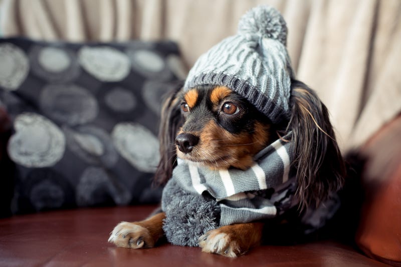 Cute small dog with beanie and scarf on for winte