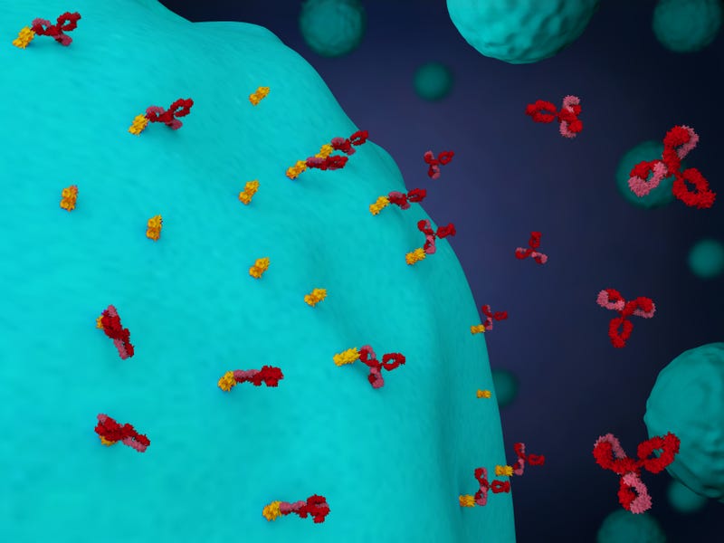 Antibodies attack cancer cells in this rendering. 