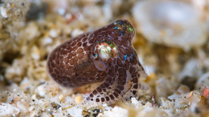 Scientists engineer squid to become transparent so they can study it