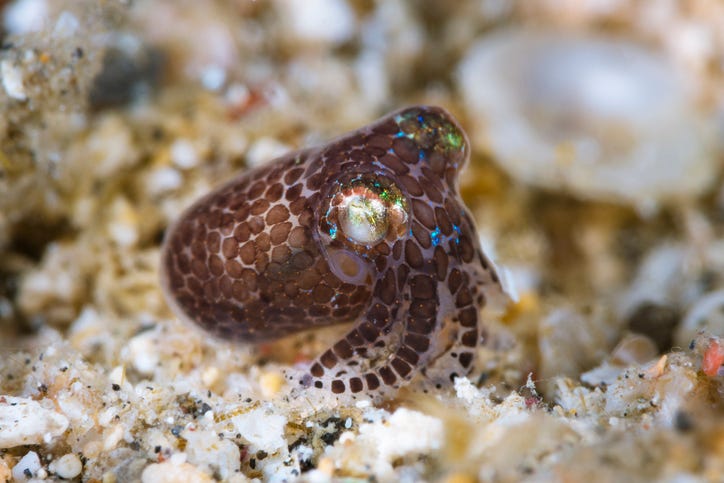 Euprymna berryi, also called hummingbird bobtail squid.