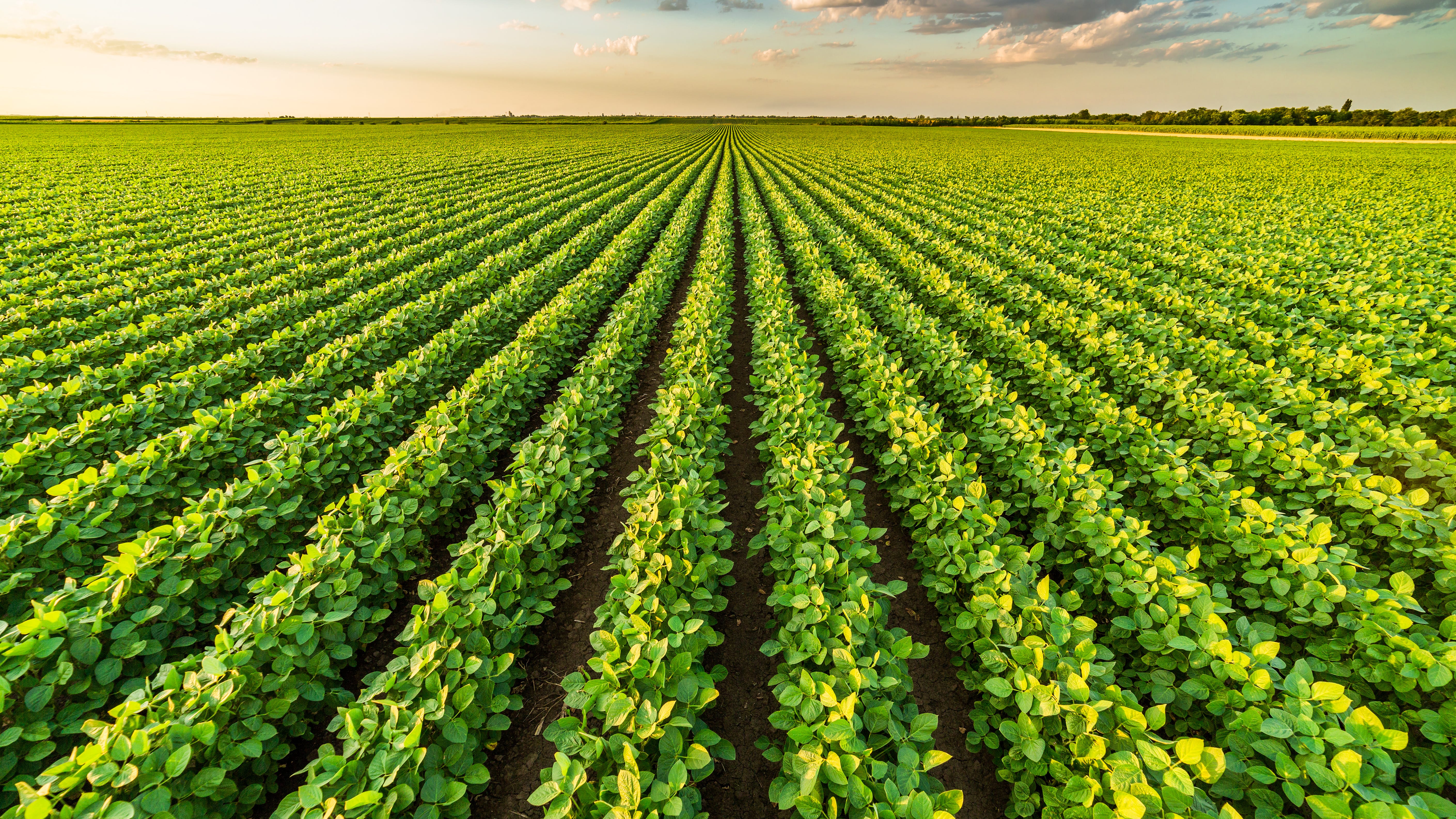 Drought ripple effects part 2: agriculture