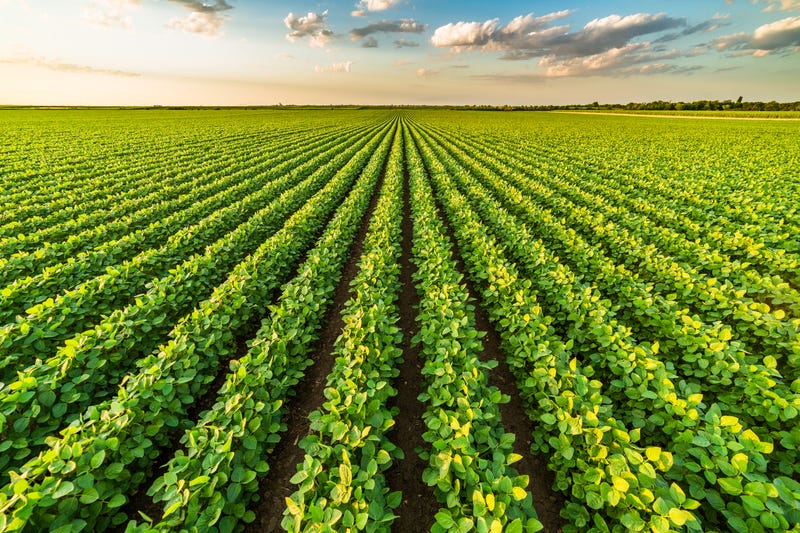 soybean field