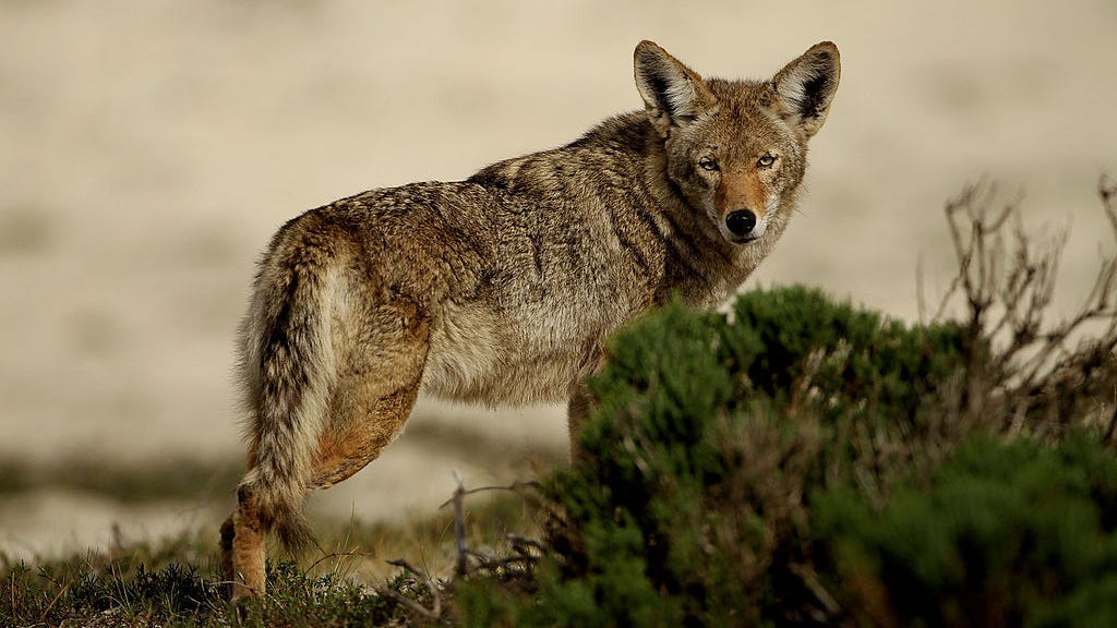 Ultramarathon runner suffers brutal coyote attack in Marin Headlands