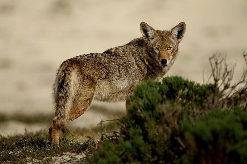 A coyote walks through the sand dunes during the first round of the AT&T Pebble Beach National Pro-Am at at the Spyglass Hill Golf Course on February 11, 2010 in Pebble Beach, California.