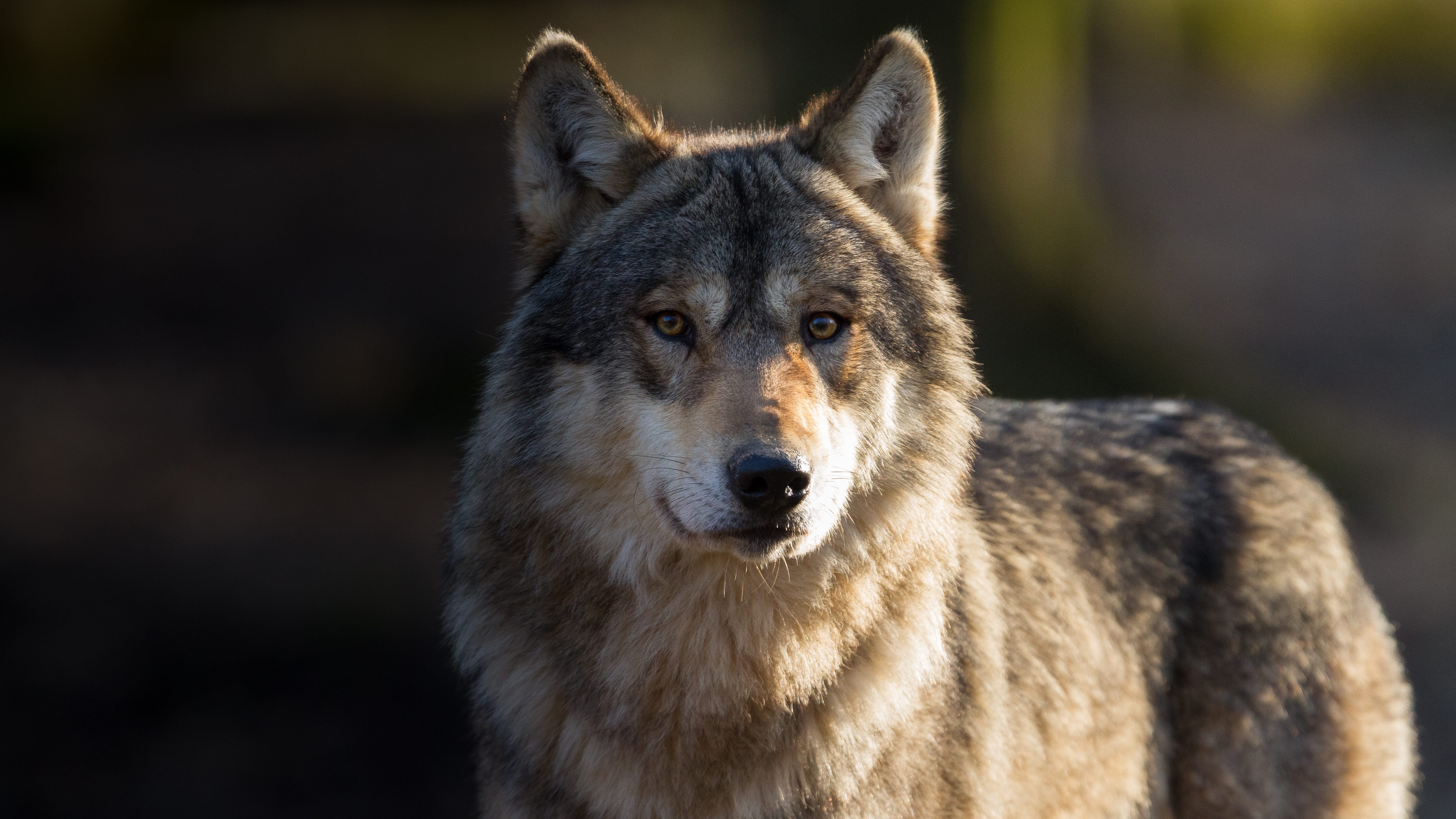 Is it time for the Gray Wolf to make its return to the Lower Peninsula? State representative says 'yes'