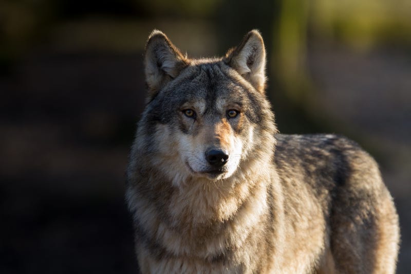 The reintroduction of the Gray Wolf to the Upper Peninsula has been deemed a remarkable success as populations soared to over 700 animals — now a lawmaker in Lansing is eyeing the wolf's comeback below the bridge.