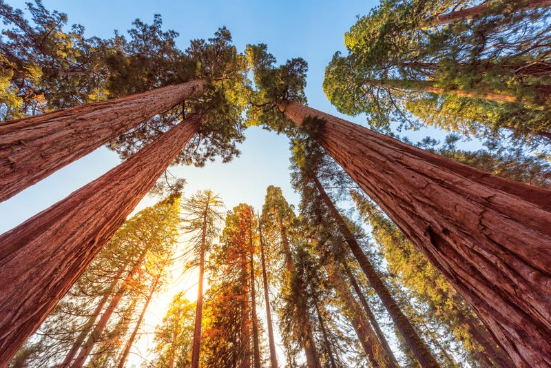 On the two-year anniversary of the day the CZU fire ripped through the Santa Cruz mountains, fire prevention specialists and conservation experts say we’ve learned a lot about how to better protect the forest.