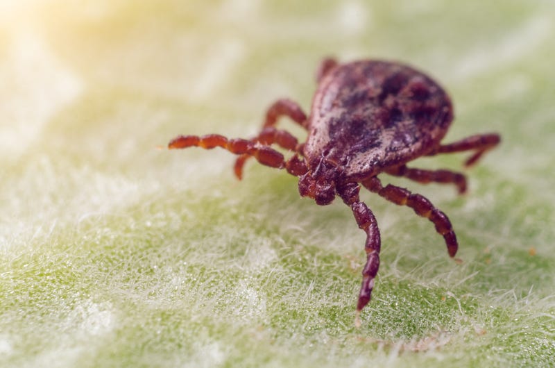 longhorned ticks 