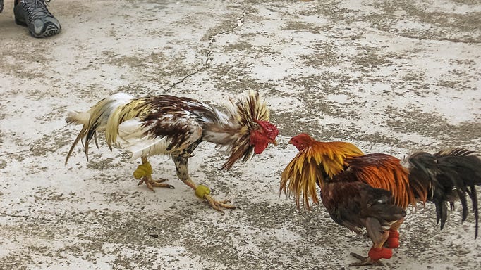 20 people slaughtered during cockfight in drug turf war