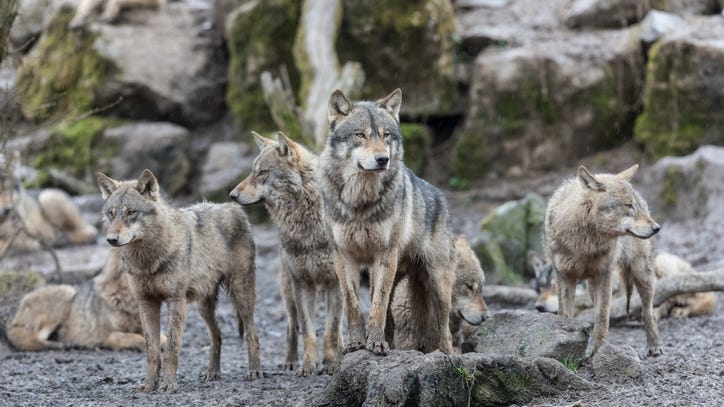 20 wolves from Yellowstone National Park are shot and killed