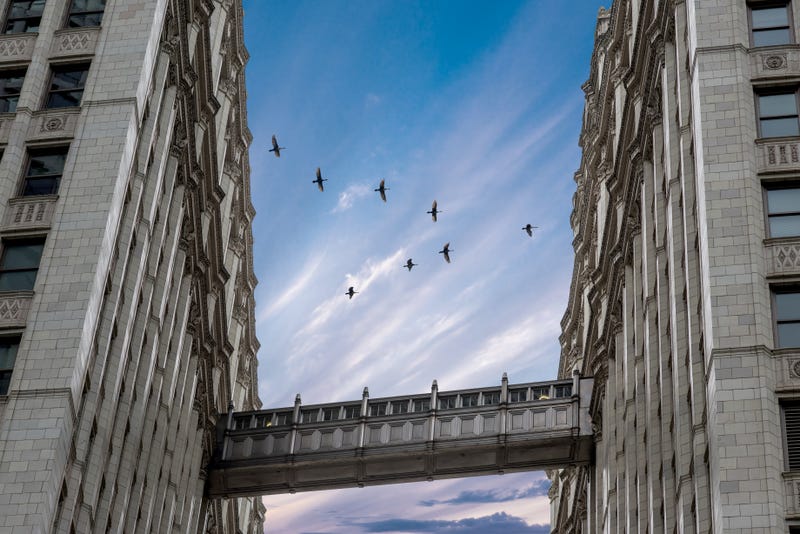 Birds fly through downtown chicago